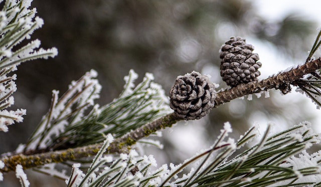 choose-a-christmas-tree-for-your-home